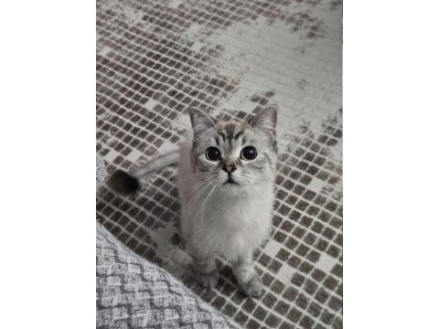 1.5 yaşında dişi kedimiz kısır değil