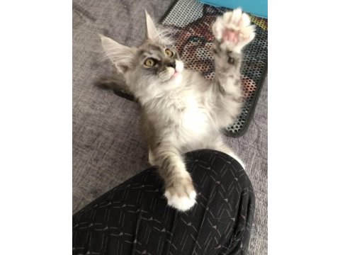Full şecereli maine coon erkek yavru