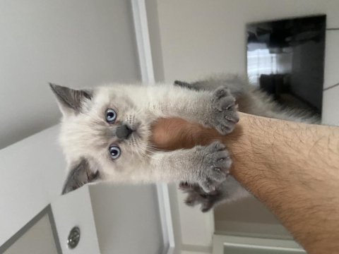 2 aylık dişi british shorthair
