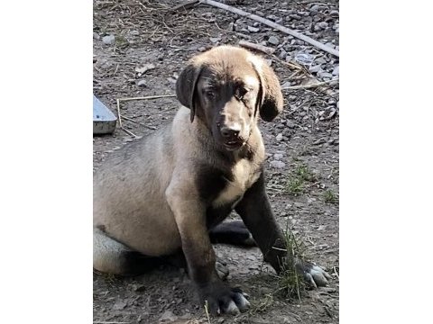 Köpeğimizi sahiplendiriyoruz