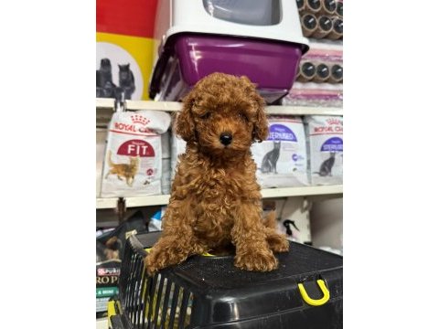 Poodle yavrularımız