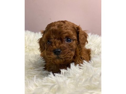En güzel toy poodle
