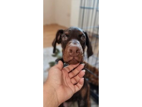 4 aylık doberman