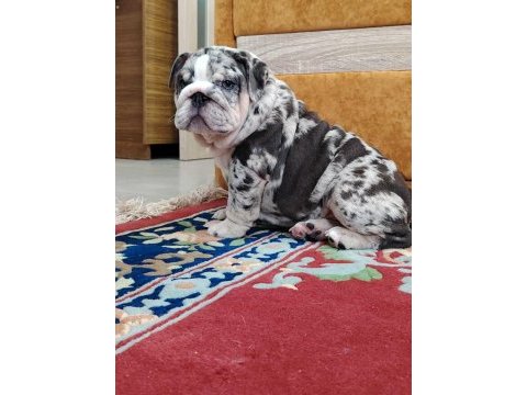 Sitenin en güzel ingiliz bulldog bebekleri