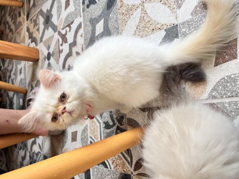 Evin neşesi iran kedisi
