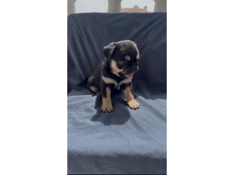 Black tan pug mops