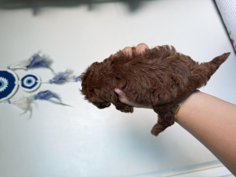 Teacup poodle