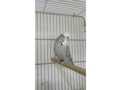 Uygunculara gelsin şow muhabbet kuşlar