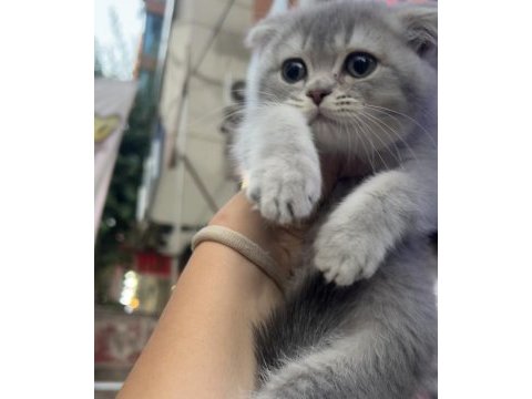 Scottish fold dişi blue golden