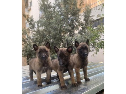Belçika malinois kurdu yavrularımız
