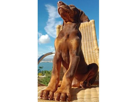 Kızıl asil doberman kardeş yavru 2