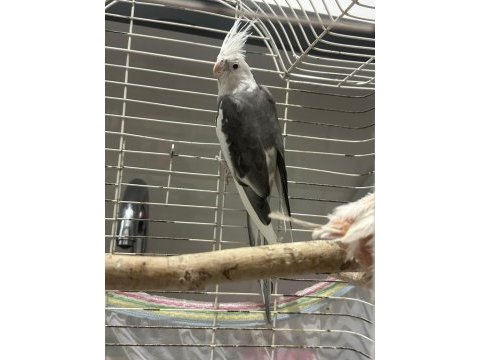 2 adet sultan papağanı wifi sultan albino bedava