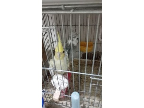 Evinize neşe sultan papağanı