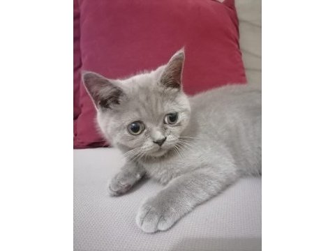 Erkek kedi