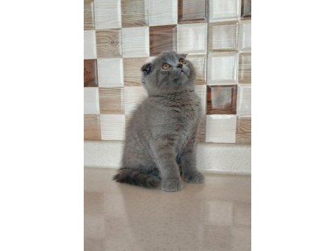 Ayı surat scottish fold yavru