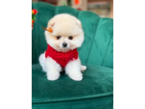 Orjinal güler yüzlü maltipoo yavrum