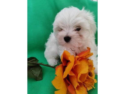 Maltese terrier adrese teslim, kapıda ödeme yapabilirsiniz