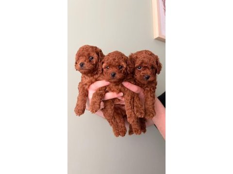 Orijinal toy poodle yavrular kütahya