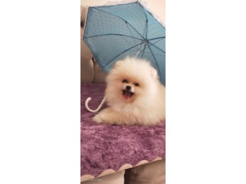 Pomeranian boo