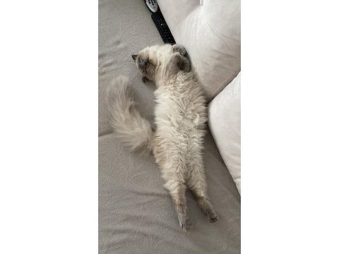 Blue point british longhair oğlumuza eş arıyoruz