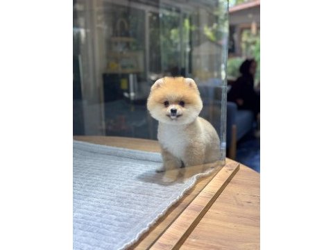 Sağlık ve ırk garantili pomeranian köpeğimiz