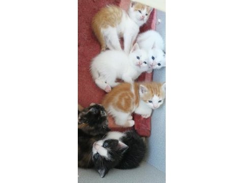 Satılık cins yavru british shorthair