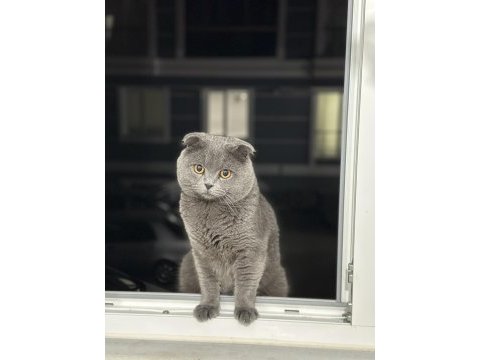Scottish fold oğlumuz sevecen