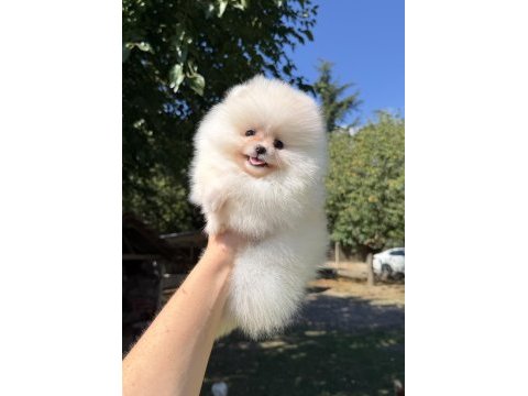 Mini boy üst düzey gülen yüz pomeranian kızımız