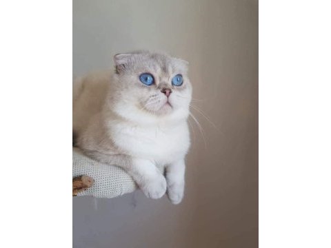 Muhteşem scottish fold güzellik