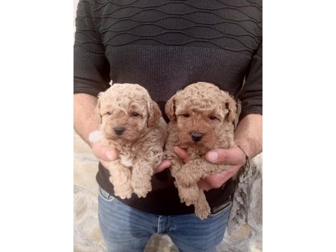 Terrier her renk uygun