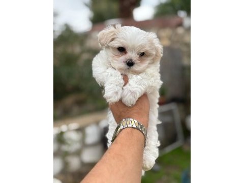 Maltese terrier yavrularımız