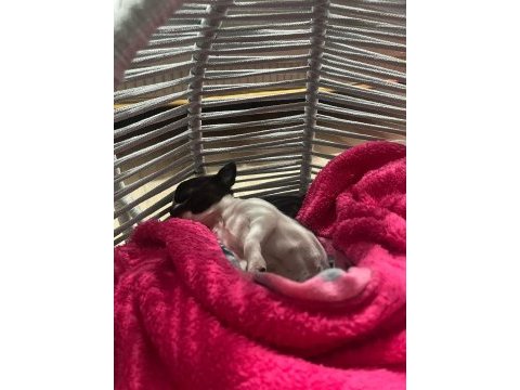2 buçuk aylık erkek chihuahua