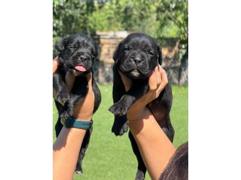 Cane corso yavrularımız çiftliğimızden