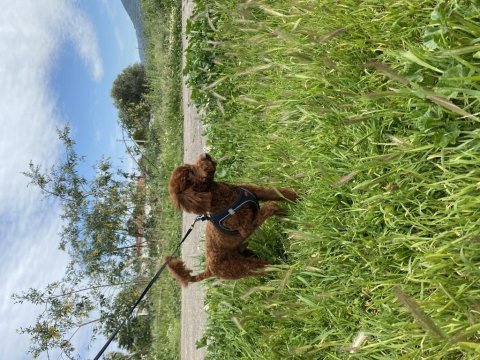 Poodle red erkek