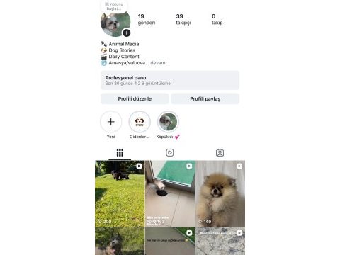 Orjinal golden retriever yavrular için geç kalmayın