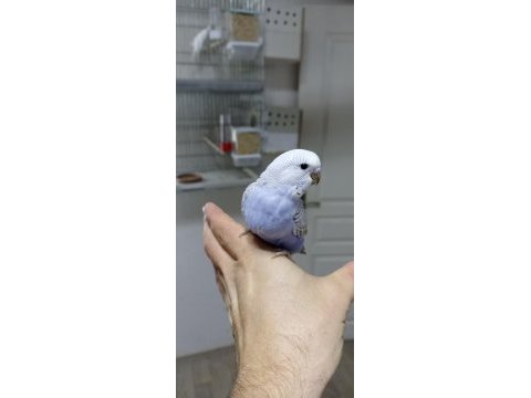 Alıştırmalık rainbow ve çek muhabbet kuşu yavrular