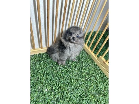 Pomeranian boo çikolata ve merle rengi