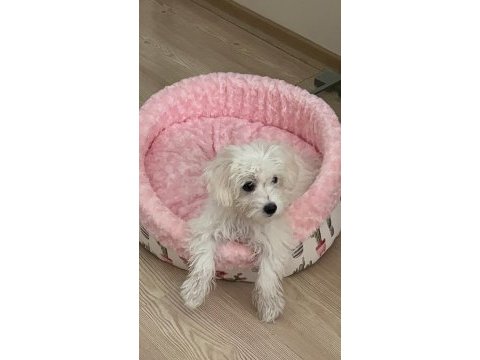 4 aylık aşıları tam yavru maltipoo