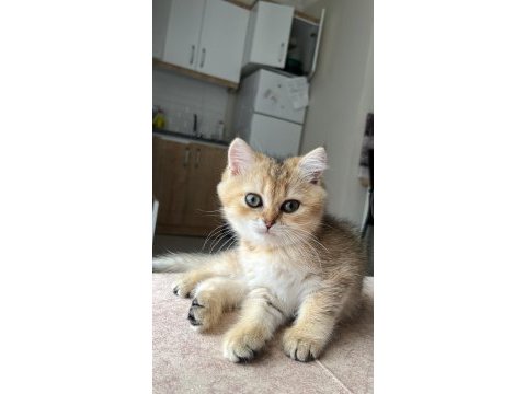 British shorthair kedisi