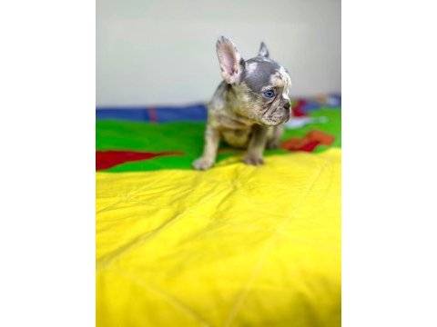 Irk garantili renkli gözlü french bulldog yavrular