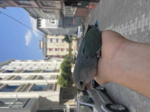 El besleme sevda papağanları