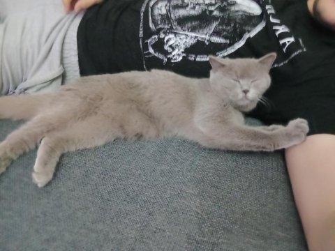 Eşyalarıyla 8 aylık dişi british shorthair