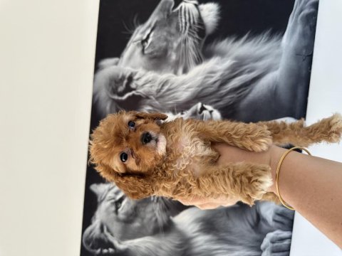 Mini toy poodle köpeğimiz