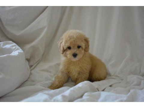 Yeni yıl maltipoo bebeklerimiz