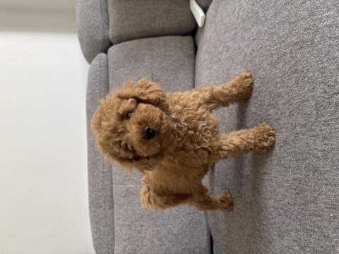 Dişi toy poodle