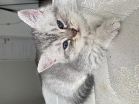 2 aylık british shorthair
