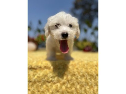 Harika güzellikte maltese terrier yavrular