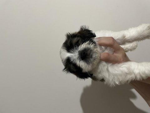 Shih tzu yavruları