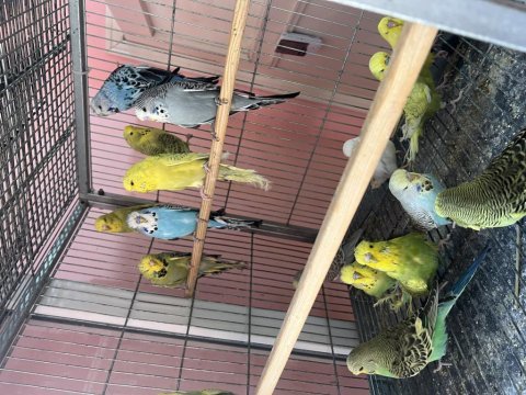 Show jumbo vasıflı muhabbet kuşu yavrularımız mevcuttur