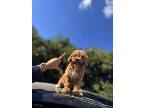 F1 maltipoo yavrumuz